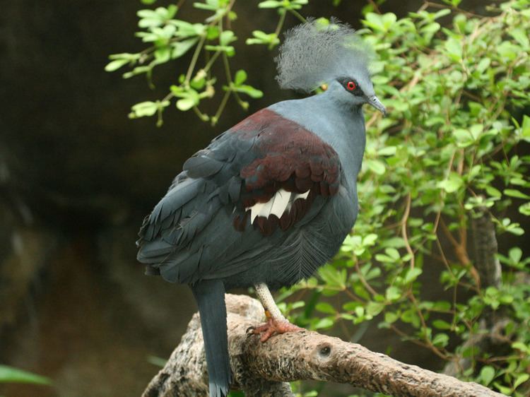 Western crowned pigeon FileWestern CrownedPigeon RWDjpg Wikimedia Commons