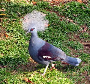 Western crowned pigeon httpsuploadwikimediaorgwikipediacommonsthu