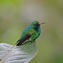 Western emerald httpsuploadwikimediaorgwikipediacommonsthu