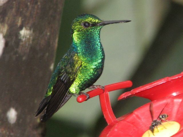 Western emerald Western Emerald