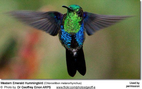 Western emerald Western Emerald Hummingbirds Chlorostilbon melanorhynchus
