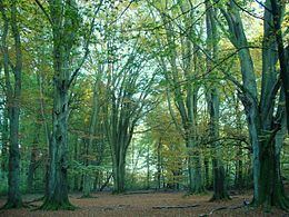 Western European broadleaf forests httpsuploadwikimediaorgwikipediacommonsthu