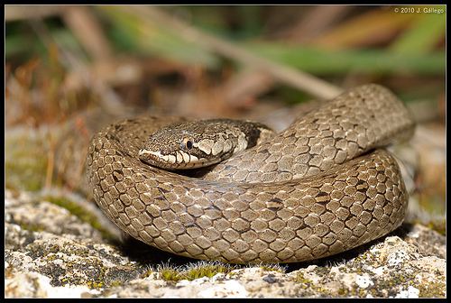 Western false smooth snake Iberian False Smooth Snake Macroprotodon brevis iNaturalistorg