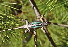 Western Fence Lizard - Coniferous Forest