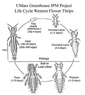 Western flower thrips Western Flower Thrips Management and Tospoviruses Center for