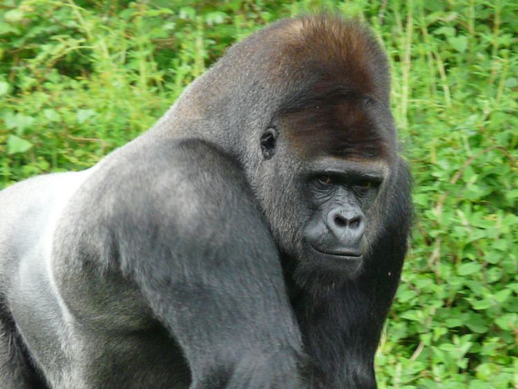 Western gorilla Western Gorilla Gorilla Facts and Information