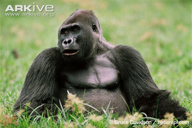 Western gorilla Western gorilla videos photos and facts Gorilla gorilla ARKive