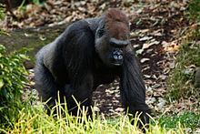 Western gorilla Western Gorilla Gorilla gorilla Details Encyclopedia of Life