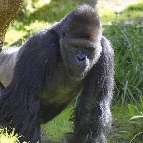 Western gorilla Western Gorilla Fact Sheet