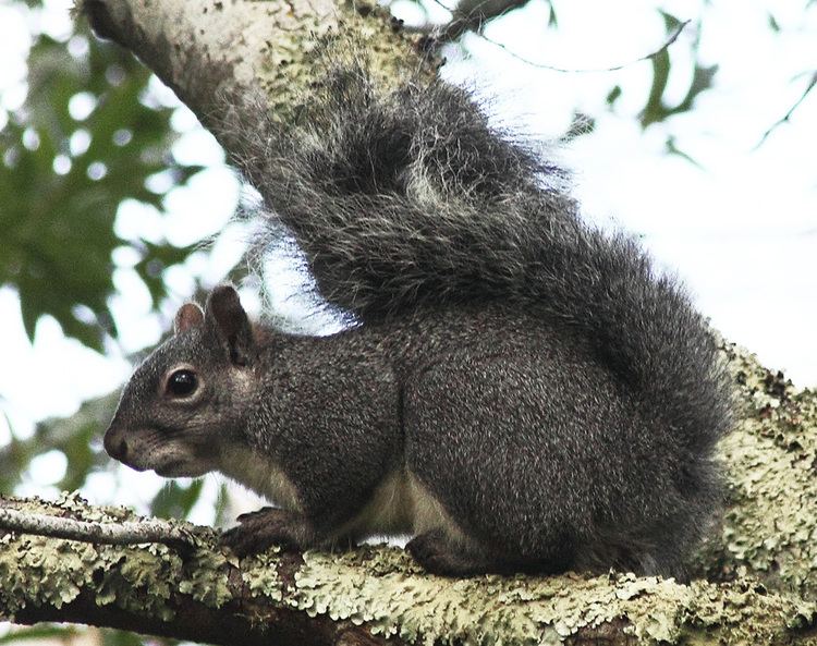Western gray squirrel httpsuploadwikimediaorgwikipediacommonsbb