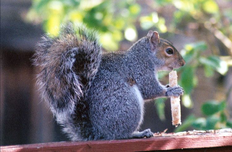 Western gray squirrel Western Gray Squirrels and Other Squirrels of Washington