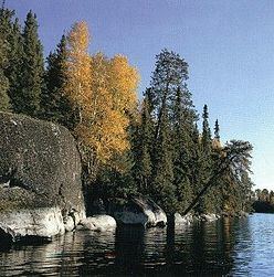 Western Great Lakes forests httpsuploadwikimediaorgwikipediacommonsthu
