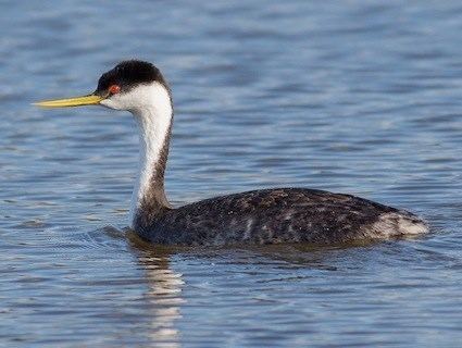Western grebe Western Grebe Identification All About Birds Cornell Lab of