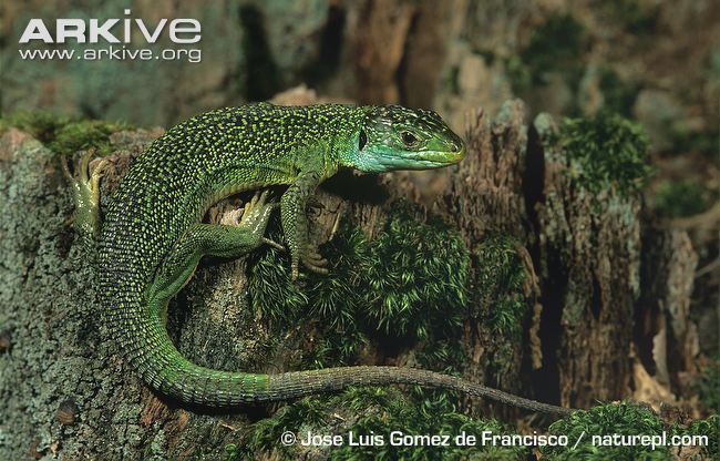 Western green lizard Western green lizard photo Lacerta bilineata G92709 ARKive