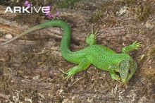 Western green lizard Western green lizard photo Lacerta bilineata G97060 ARKive