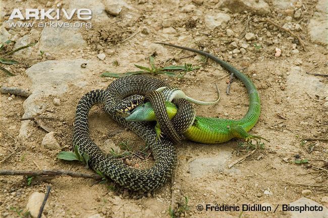 Western green lizard Western green lizard photo Lacerta bilineata G97862 ARKive