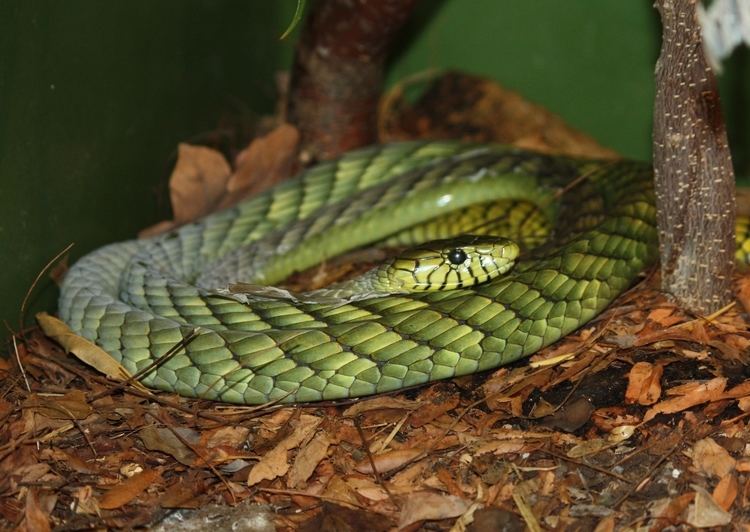 Western green mamba 78 Best images about Black and Green Mambas on Pinterest Weird