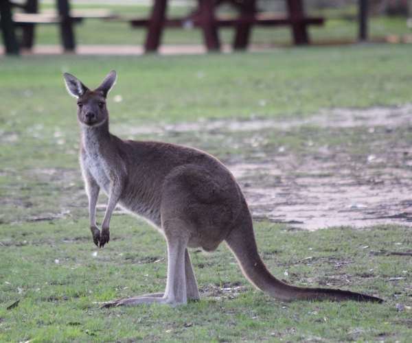 Western grey kangaroo Western Grey Kangaroo