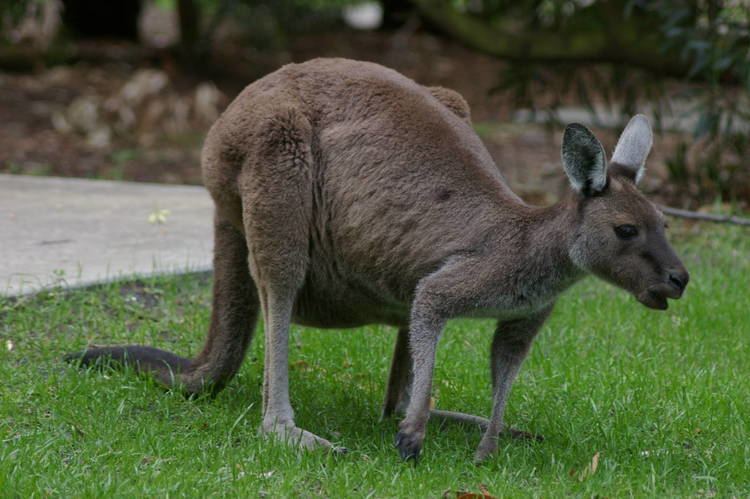 Western grey kangaroo Western grey kangaroo Macropus fuliginosus ZooChat