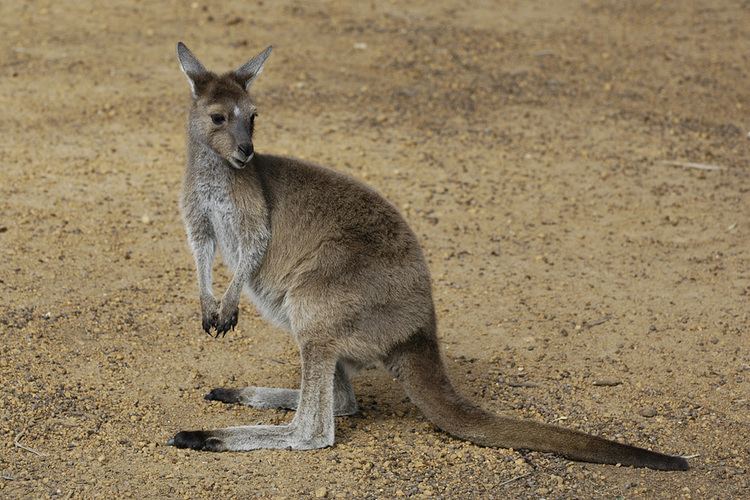 Western grey kangaroo Western Gray Kangaroo