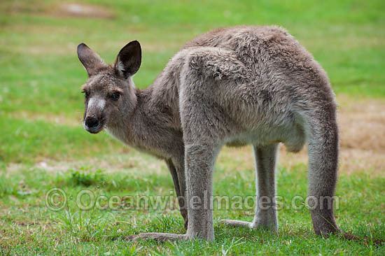 Western grey kangaroo Western Grey Kangaroo Photos Images Pictures