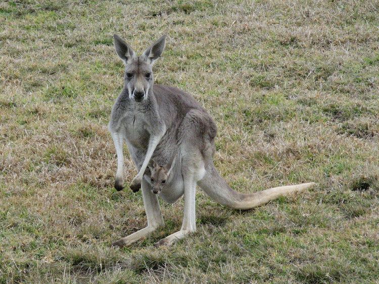 Western grey kangaroo Western Grey Kangaroo with joey Western Grey Kangaroo Ma Flickr