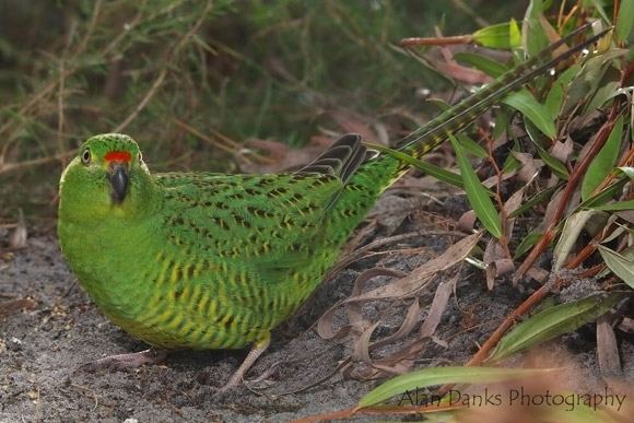 Western ground parrot Western Ground Parrot BirdLife Australia