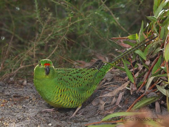 Western ground parrot WildampEndangered Alan Danks Photography Western Ground Parrot