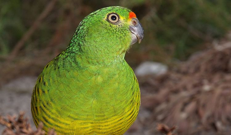 Western ground parrot Western Ground Parrot Kyloring Australian Geographic