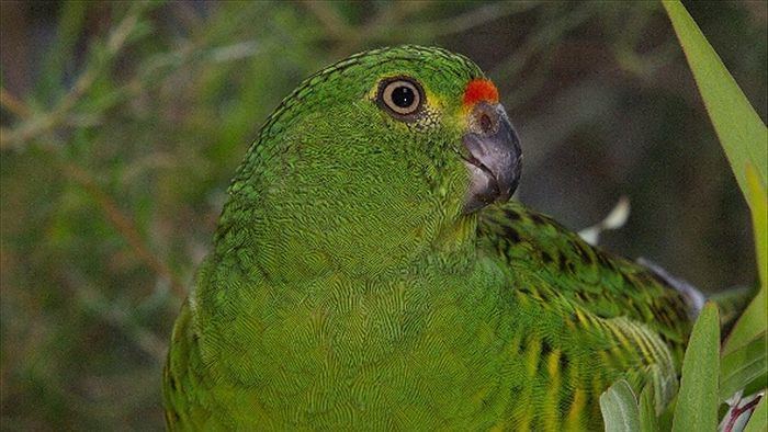 Western ground parrot Searching for Western Australia39s rarest bird in Fitzgerald River