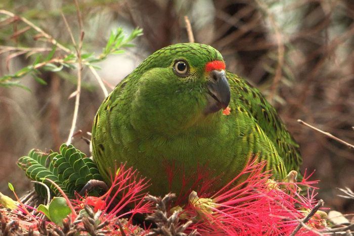 Western ground parrot Western ground parrot 39facing extinction39 after devastating