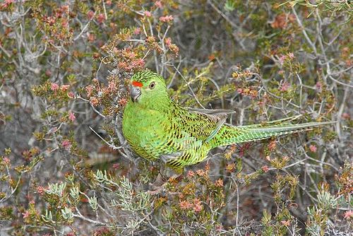 Western ground parrot httpsuploadwikimediaorgwikipediacommons22