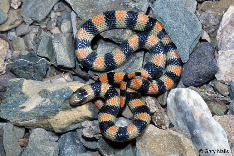 Western ground snake Variable Groundsnake Sonora semiannulata semiannulata