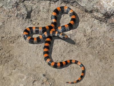 Western ground snake Southwestern Center for Herpetological Research Snakes of the