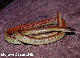Western ground snake Western Variable Ground Snake Sonora semiannulata