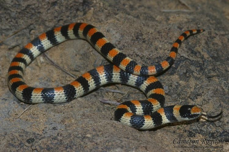 Western ground snake Sonora semiannulata western ground snake