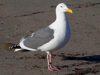 Western gull Western Gull Identification All About Birds Cornell Lab of