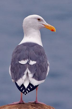 Western gull Western Gull Facts NatureMapping