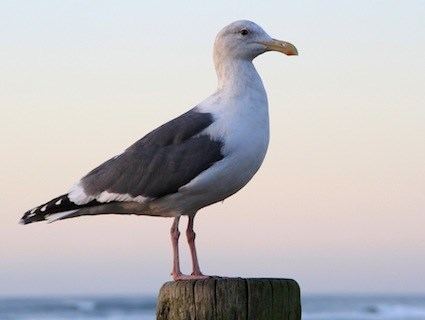 Western gull Western Gull Identification All About Birds Cornell Lab of