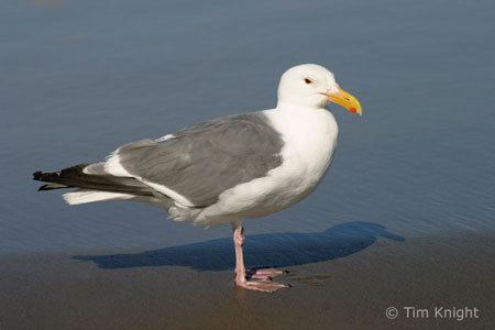 Western gull Western Gull Facts NatureMapping