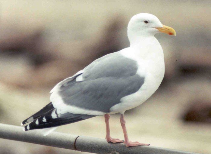 Western gull Herring Gull vs Western Gull