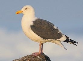 Western gull Western Gull Identification All About Birds Cornell Lab of