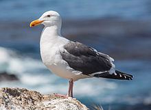 Western gull httpsuploadwikimediaorgwikipediacommonsthu