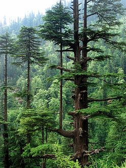 Western Himalayan subalpine conifer forests httpsuploadwikimediaorgwikipediacommonsthu