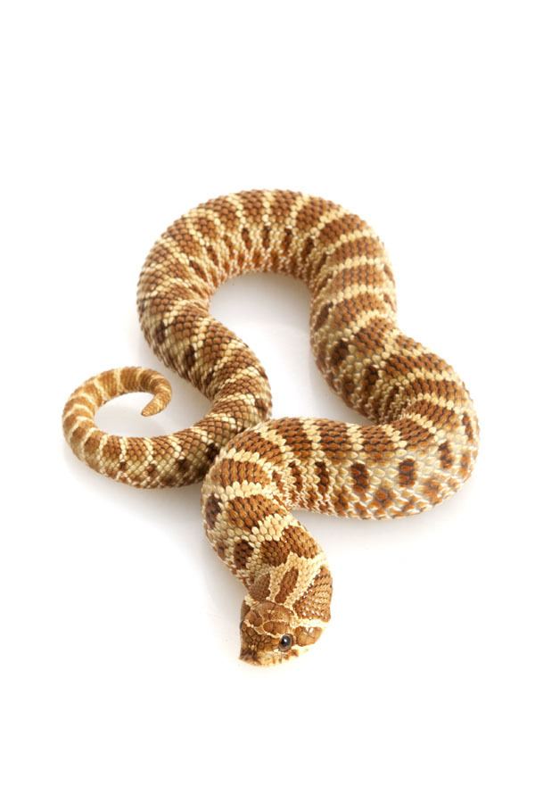 Western hognose snake - Alchetron, The Free Social Encyclopedia