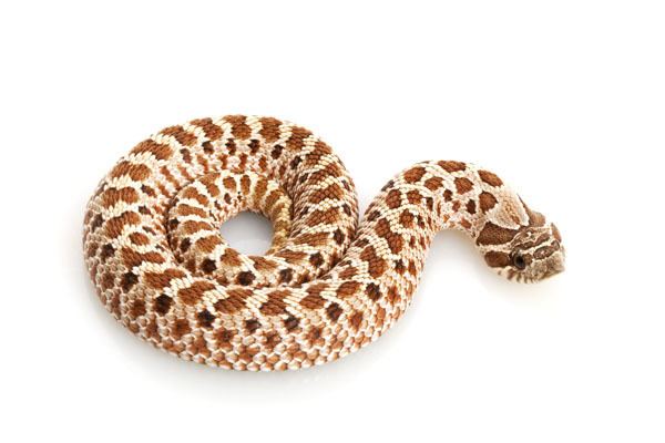 Western hognose snake - Alchetron, The Free Social Encyclopedia