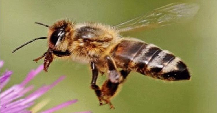 Western honey bee Western Honey Bees Arizona Daily Independent