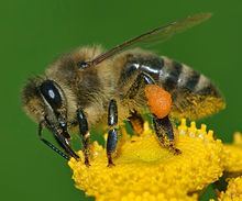 Western honey bee httpsuploadwikimediaorgwikipediacommonsthu