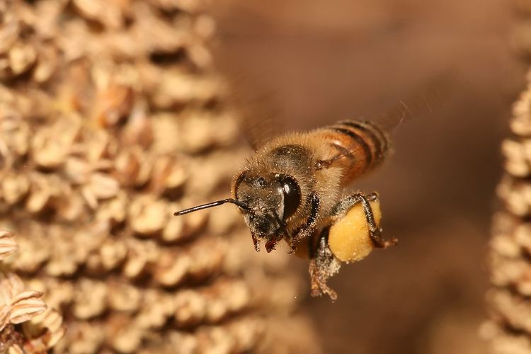 Western honey bee - Wikipedia