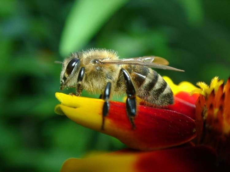 Western honey bee Antibiotics Might Contribute to Bee DieOff Science World